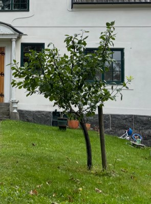 Plommonträd före beskärning i Flen